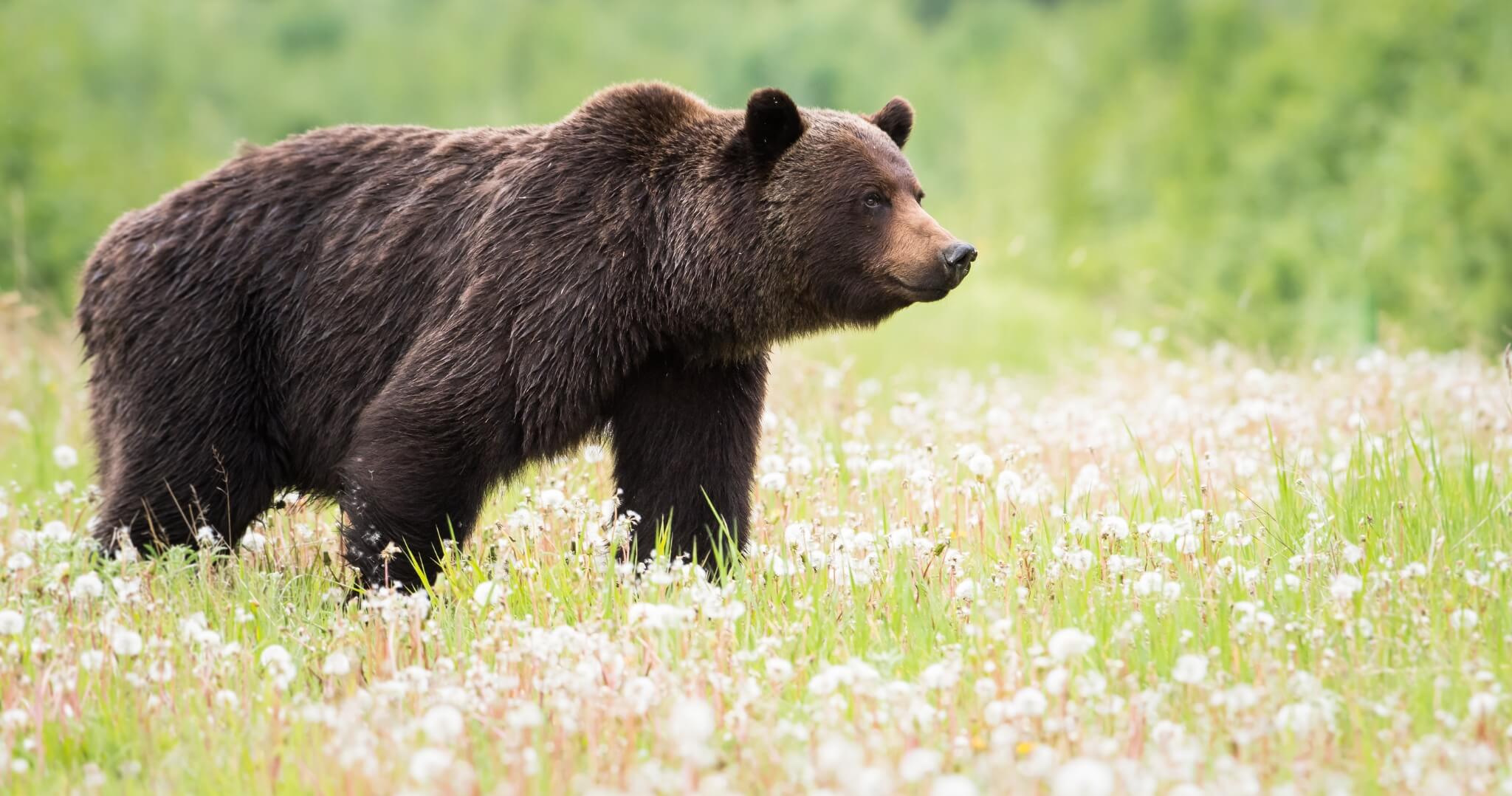 V katastrálnych územiach obcí Rišňovce a Rumanová bol zaznamenaný pohyb medveďa hnedého