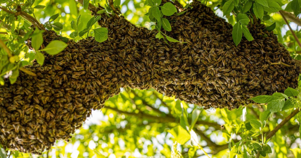 Našli ste na svojom pozemku roj včiel? Ako postupovať…