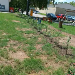 Živý plot