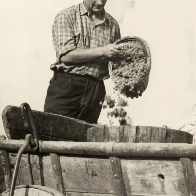 bohata_uroda_hrozna