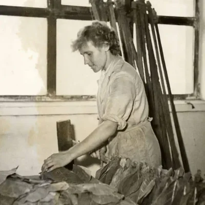 priprava_tabaku_na_susenie_rok_1962